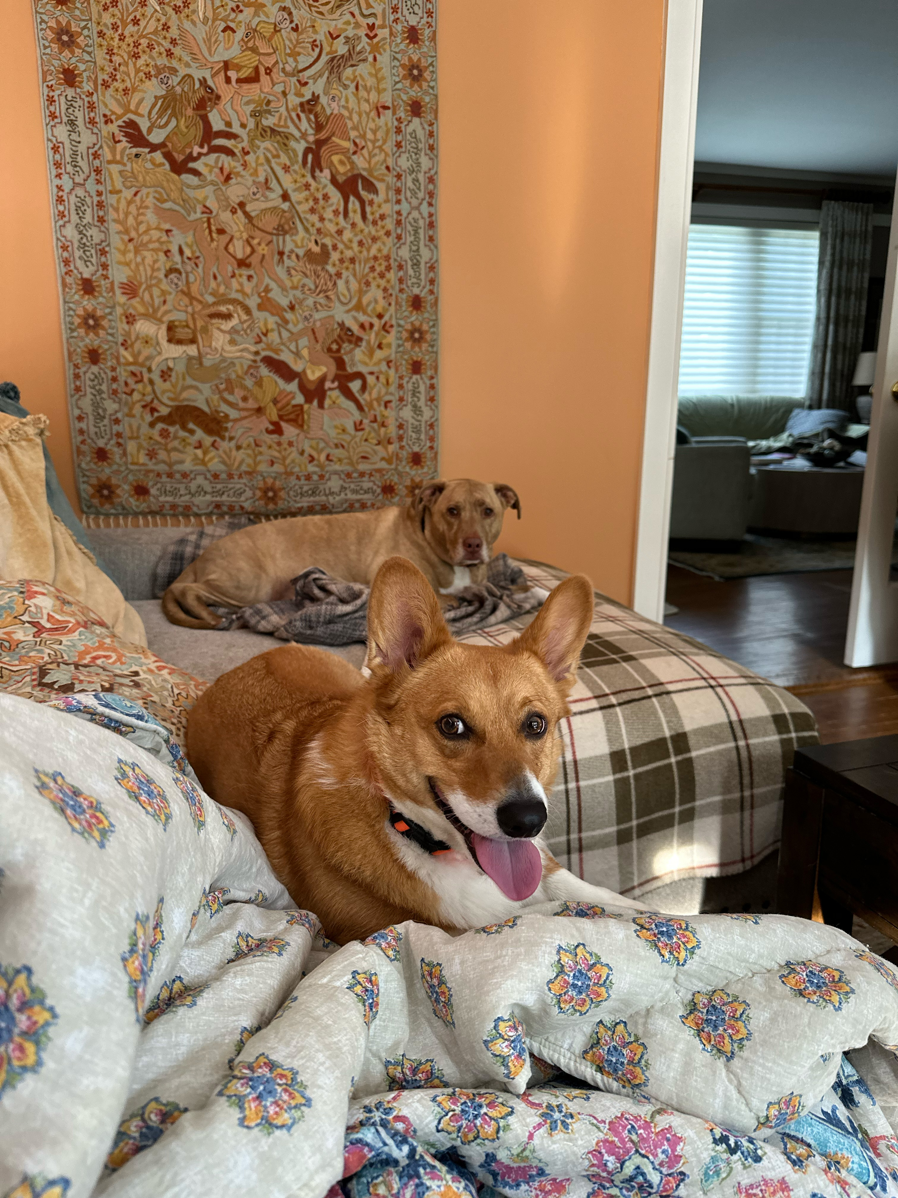 Dr. Robert Wright’s Dogs